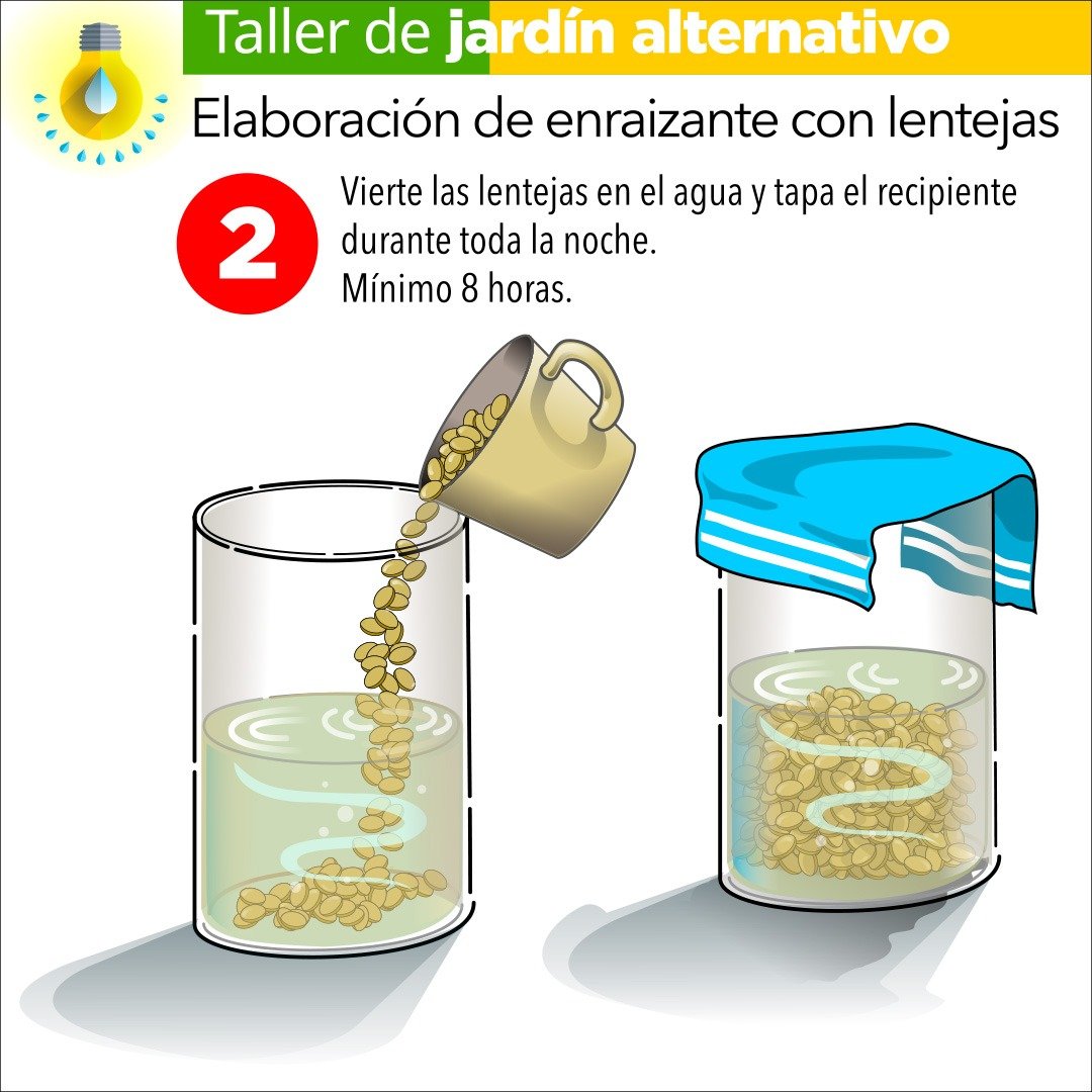 Enraizante con lentejas