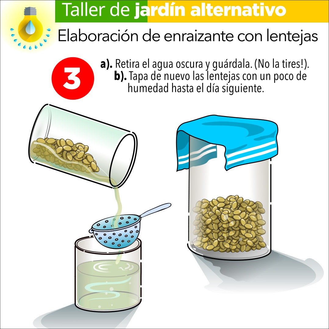 Enraizante con lentejas