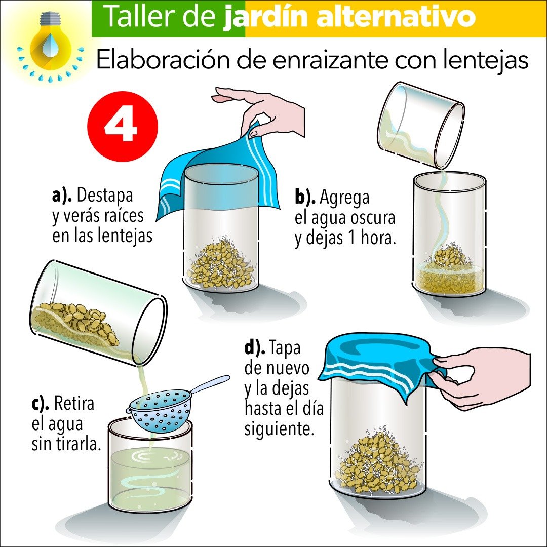 Enraizante con lentejas