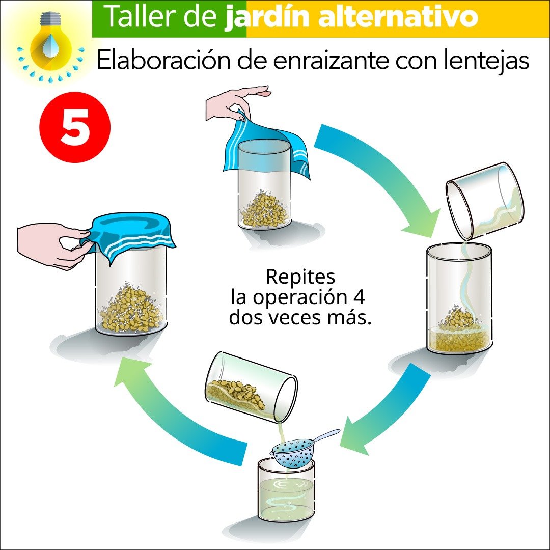 Enraizante con lentejas