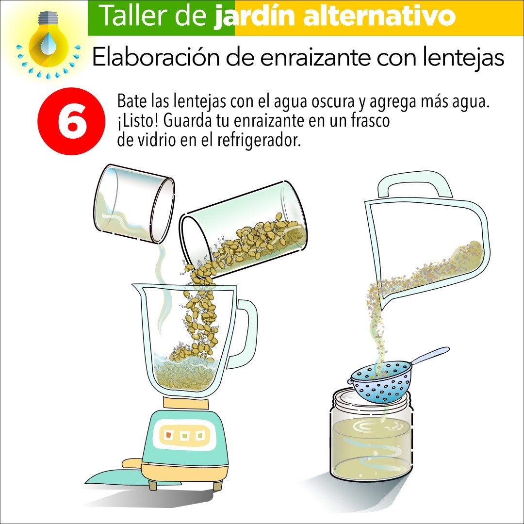 Enraizante con lentejas